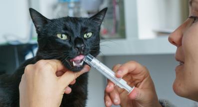 котка лечение