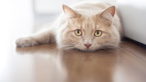 тъжна котка