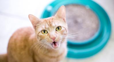 котка с отворена уста