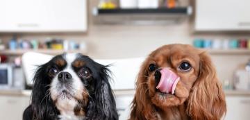 6 от най-разпространените митове за кучешката храна