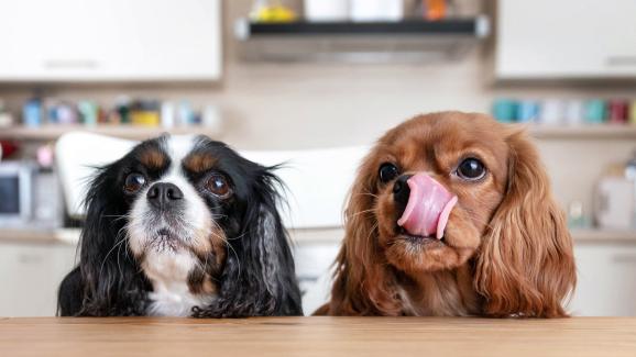 6 от най-разпространените митове за кучешката храна
