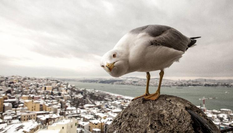 агро - Агро Телеграф: Задава се свиреп птичи грип, чайките пренасят вируса