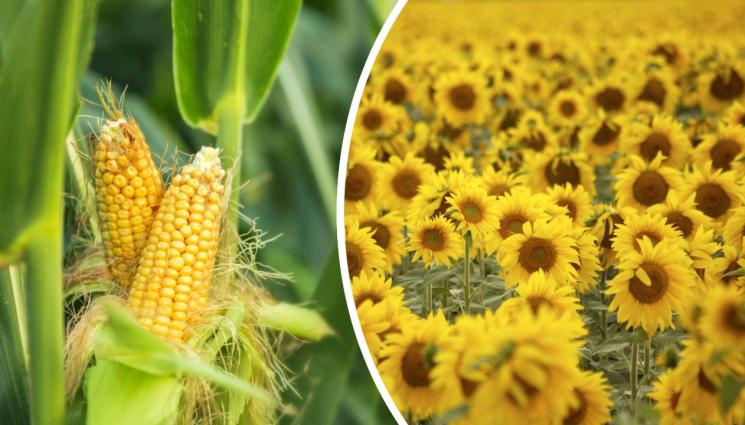 агро - Агро Телеграф: По-ниски добиви от слънчоглед и царевица в Добричко