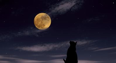 котка луна