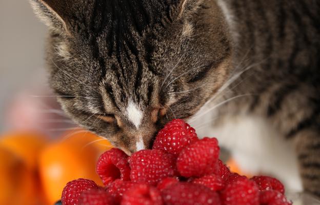 котка плодове