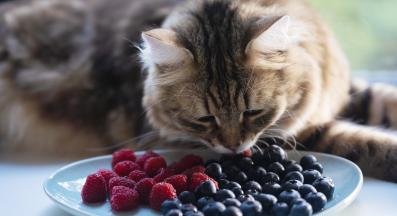 котка плодове