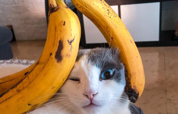 котка банан