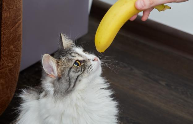 котка банан