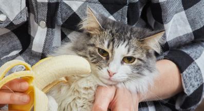 котка банан