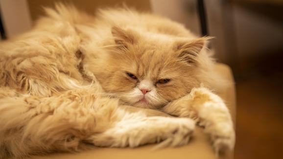 9 породи котки със склонност към напълняване