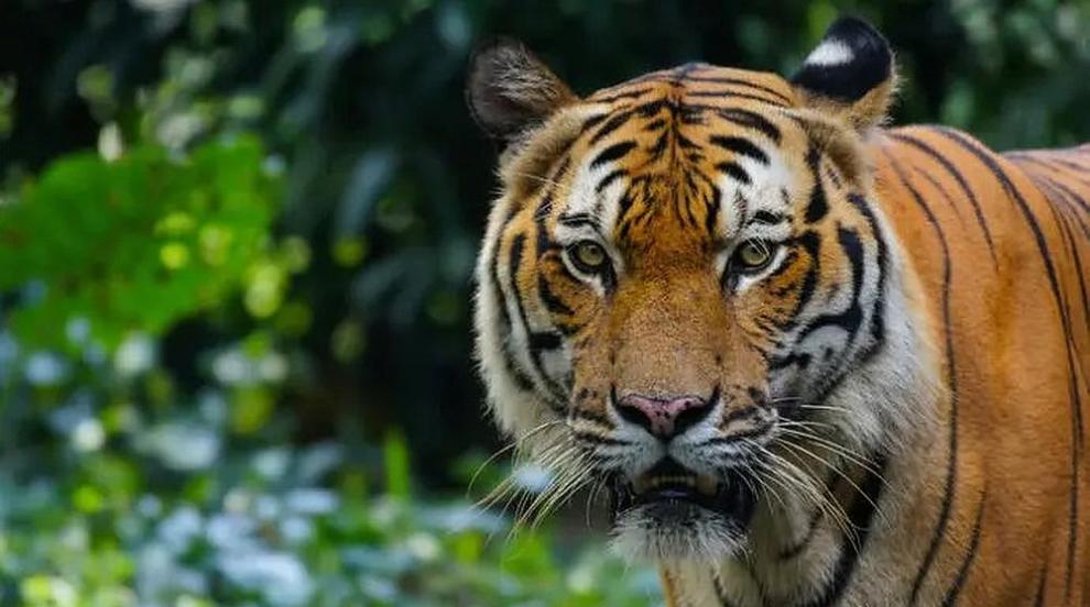 Разследват смъртта на 72 тигъра в увеселителен парк в Тайланд