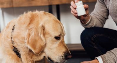 куче лекарство