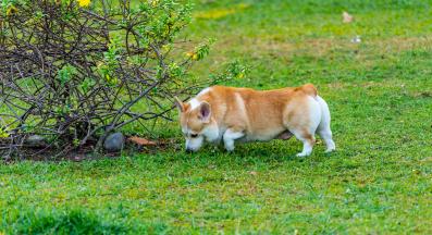 куче урина маркиране