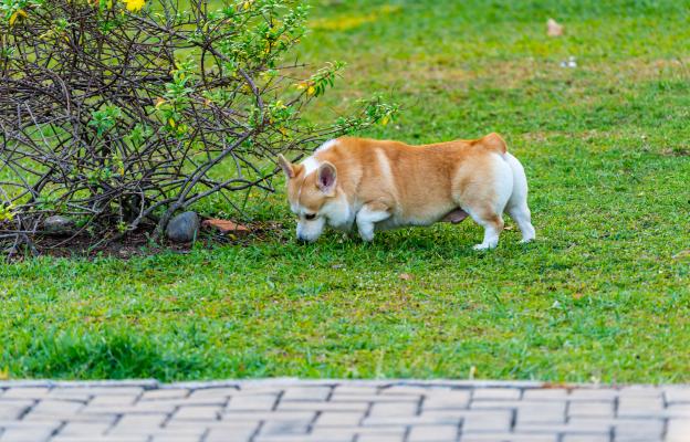 куче урина маркиране