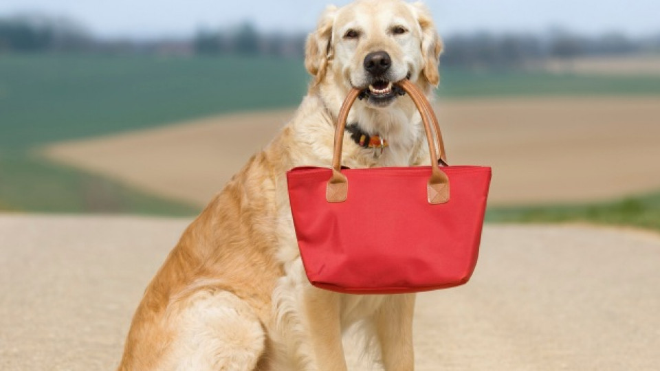 Дамски чанти за големи кучета