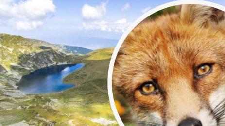 лисица седемте рилски езела