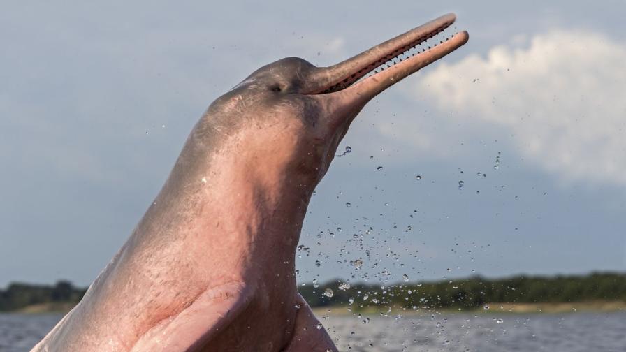 "Вълшебни" розови делфини бяха спасени в Боливия (ВИДЕО)