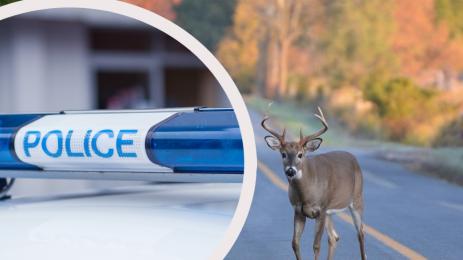 катастрофа елен