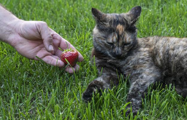 котка ягоди