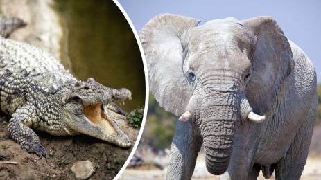 златно време животни