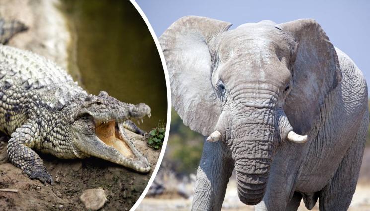 златно време животни - ДИВА ЗАПЛАХА: Крокодил гризна ловец на раци