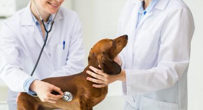 куче ветеринар