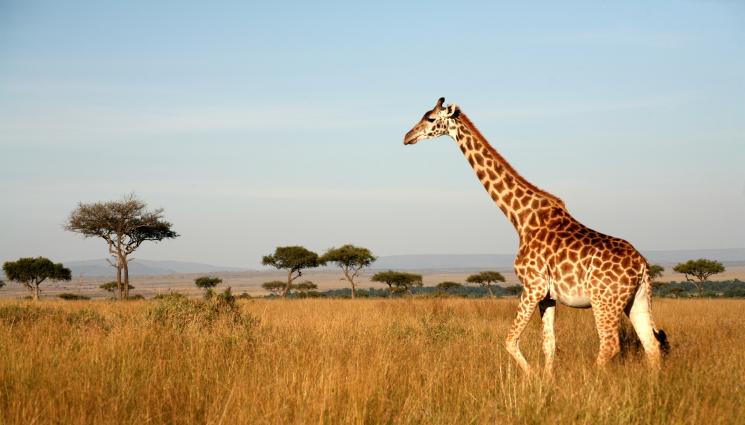 Жираф - Жираф уби 16-месечно бебе