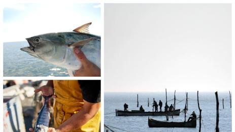 риба рибари