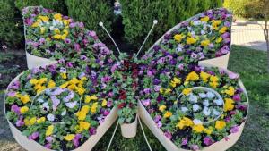 Около 17 000 броя теменужки Виола ще красят цветните алеи в