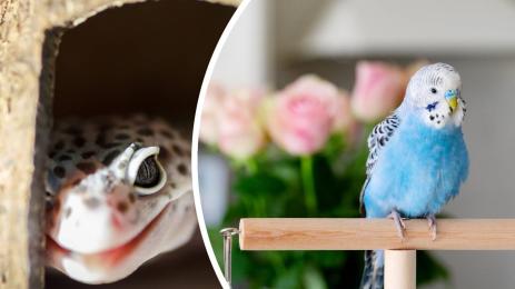 домашни любимци