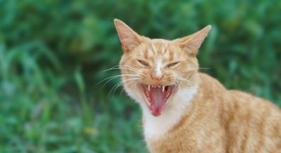 котка навън