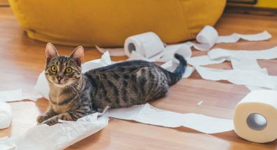 котка у дома пакост