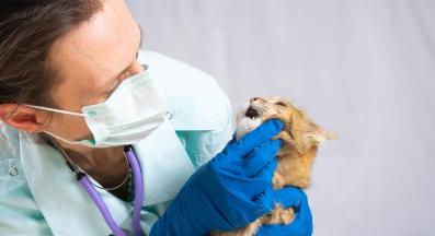 котка на преглед при ветеринар