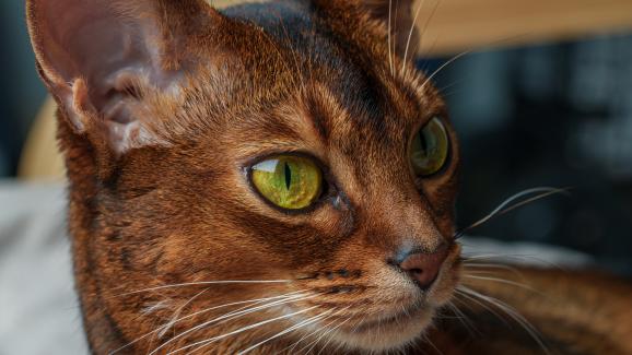 Котки със зелени очи - колко често се срещат?