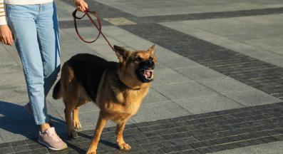 куче агресия