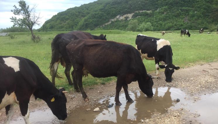 крави - Агро Телеграф: Животновъдите с предимство за пасищата