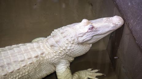 Алигатор