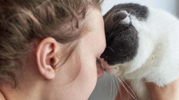 Как котките използват носовете си за поздрав
