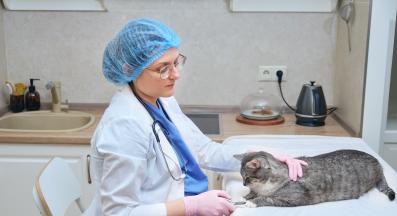 котка ветеринар