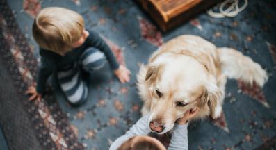 семейство куче