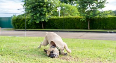 куче сърбеж