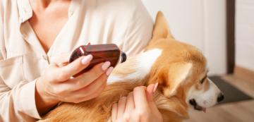 Себорея при кучета: какво представлява, защо се случва и как да се лекува