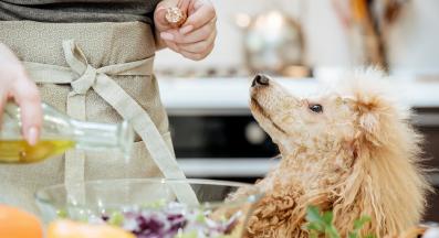 куче маслини