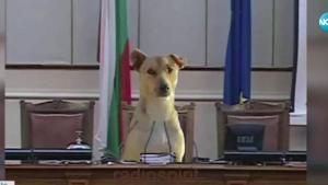 Кучето което проследи от първия ред влизането на депутатите в
