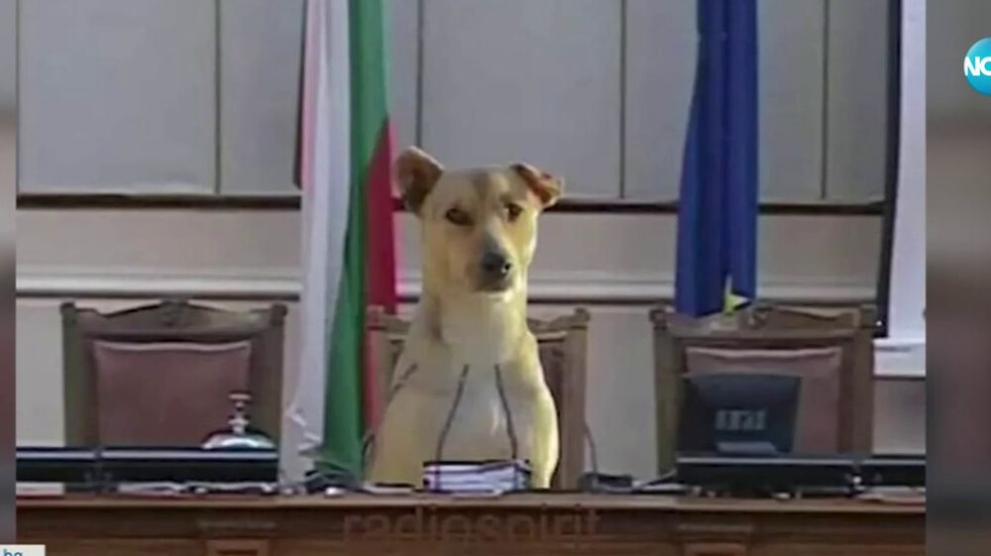 Кучето, което проследи от първия ред влизането на депутатите в