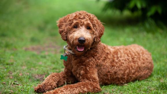 дизайнерски породи кучета