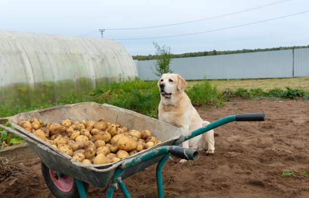 куче картофи