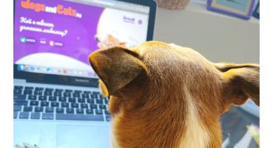 куче Гетсби