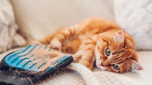 4 възможни причини, поради които козината на котката става изведнъж сплъстена