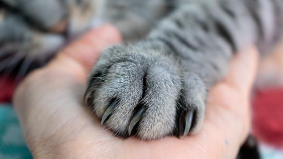 Как правилно да „управляваме“ ноктите на котката